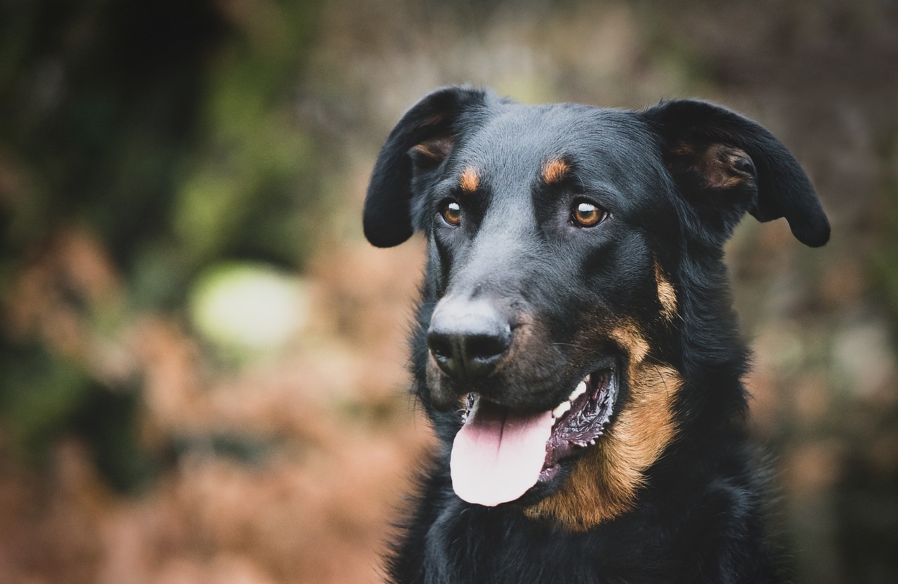 Beauceron Dog