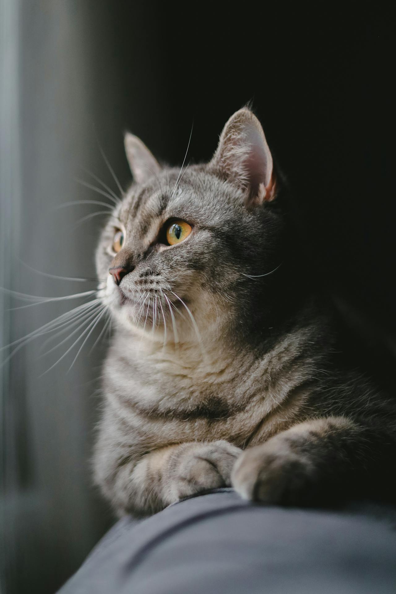 European Shorthair Cat