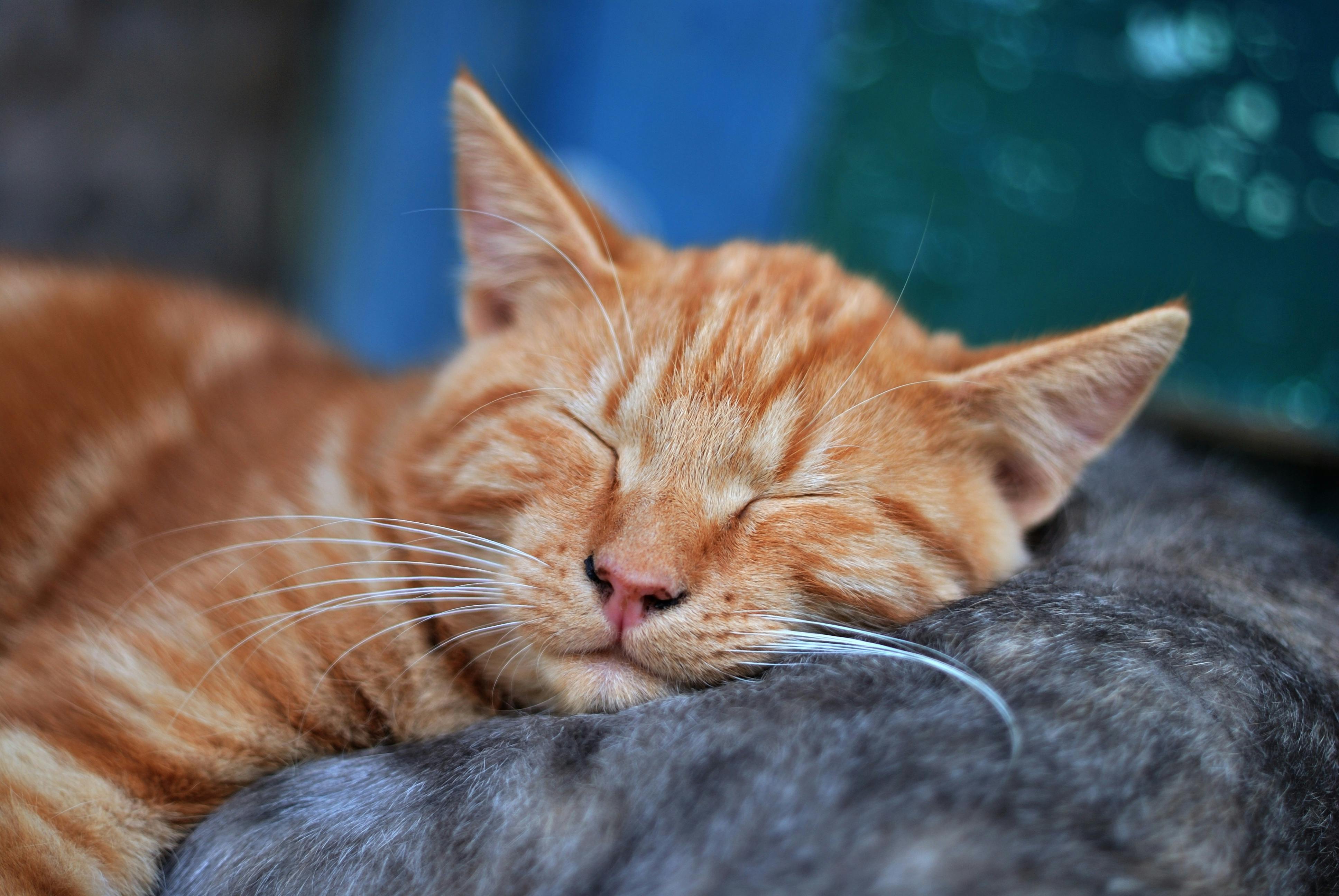 Domestic Medium Hair Cat Appearance