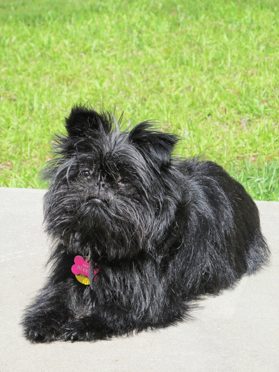 Affenpinscher Dog