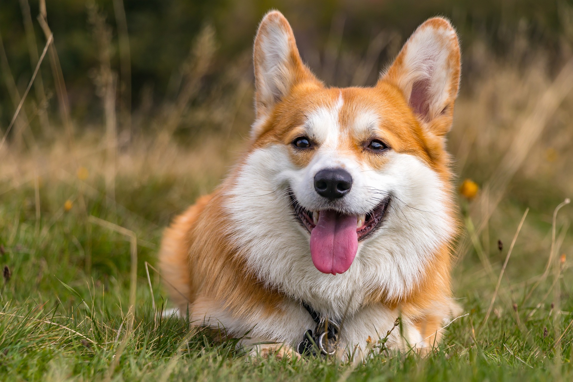 Pembroke Welsh Corgi