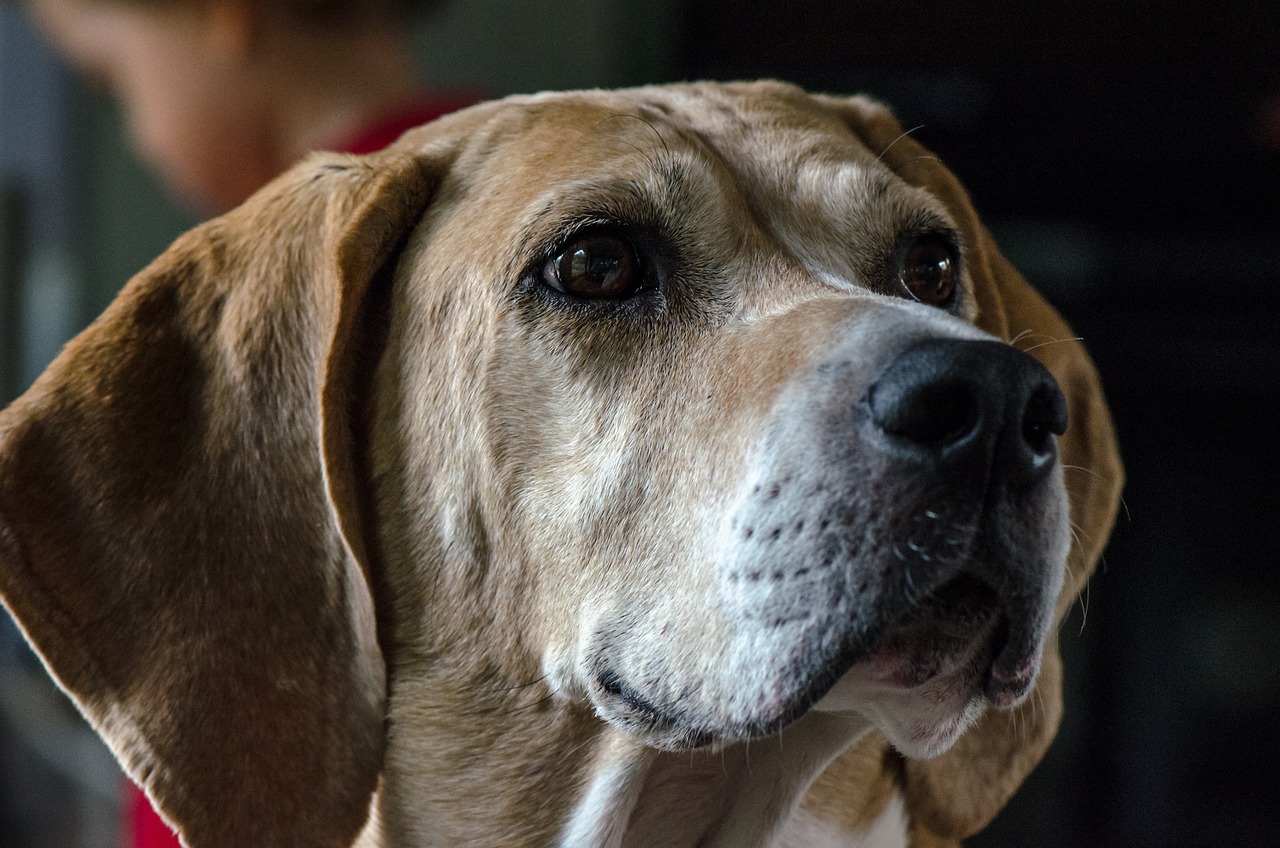 American Foxhound