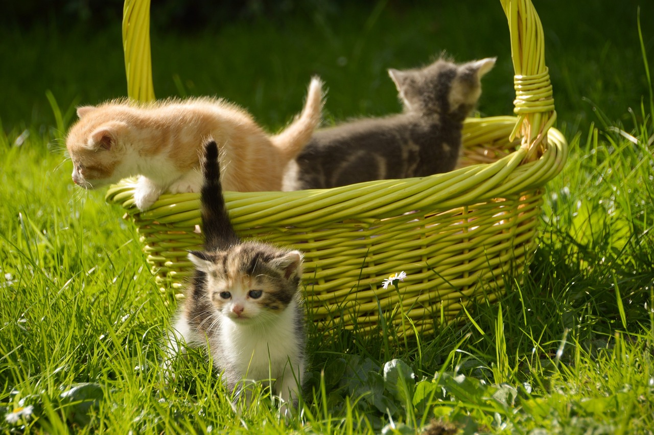 8 Fun Games to Play With Your Cat or Kitten  (and One to Avoid)