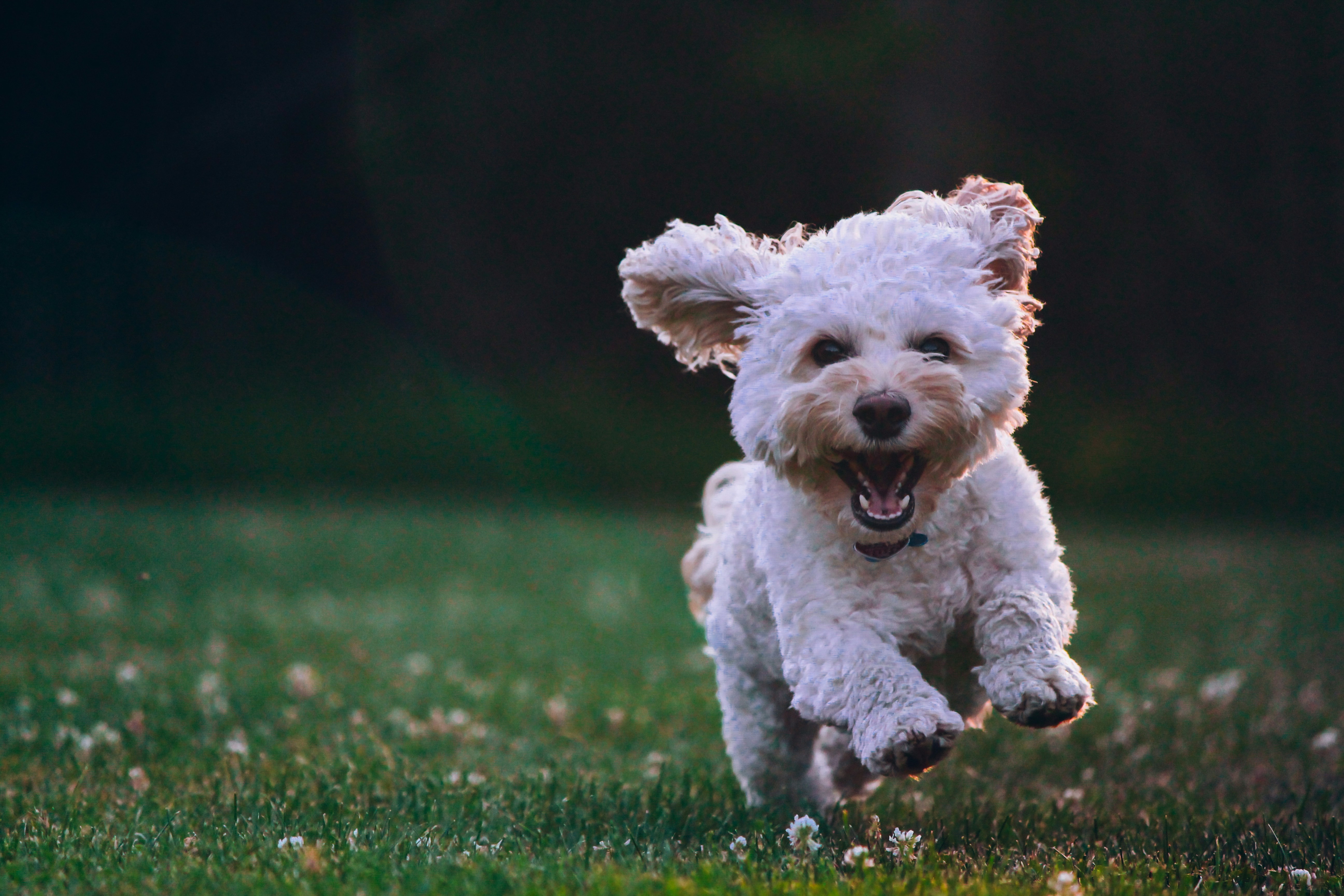 Healthy and Happy Dog