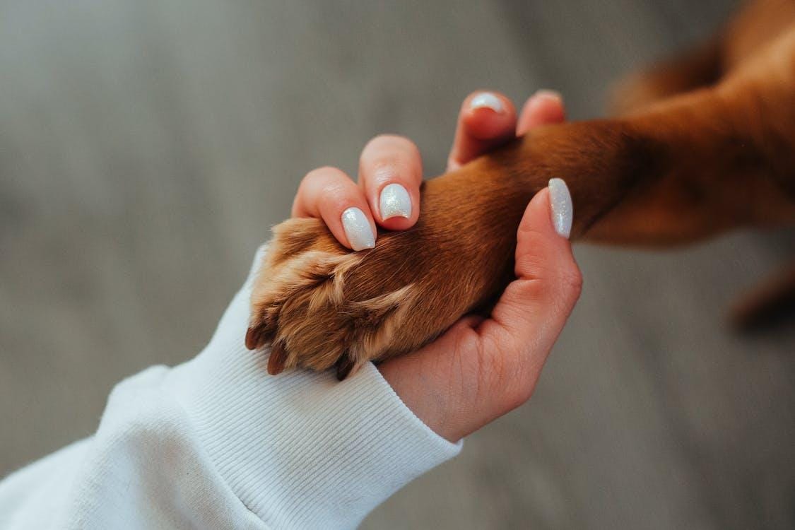 Chocolate's Toxicity to Dogs