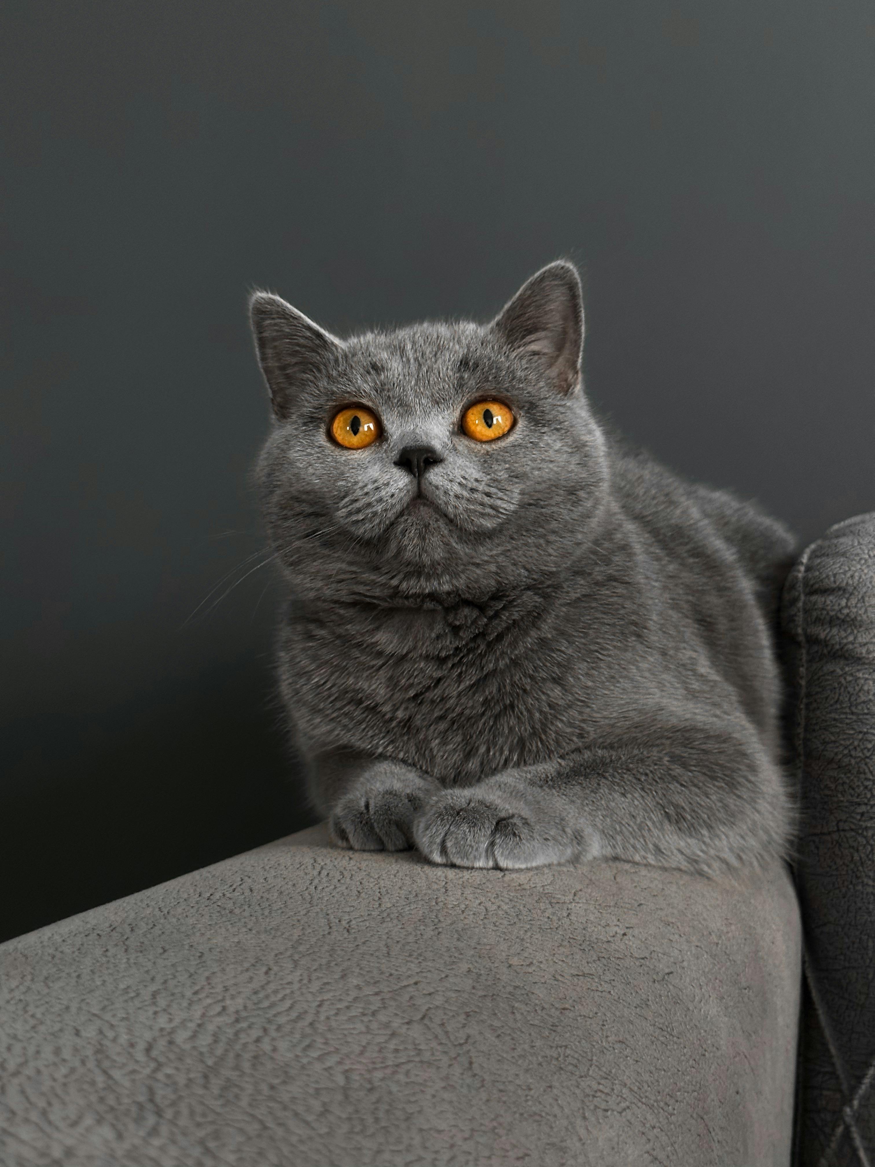 Russian Blue Cat