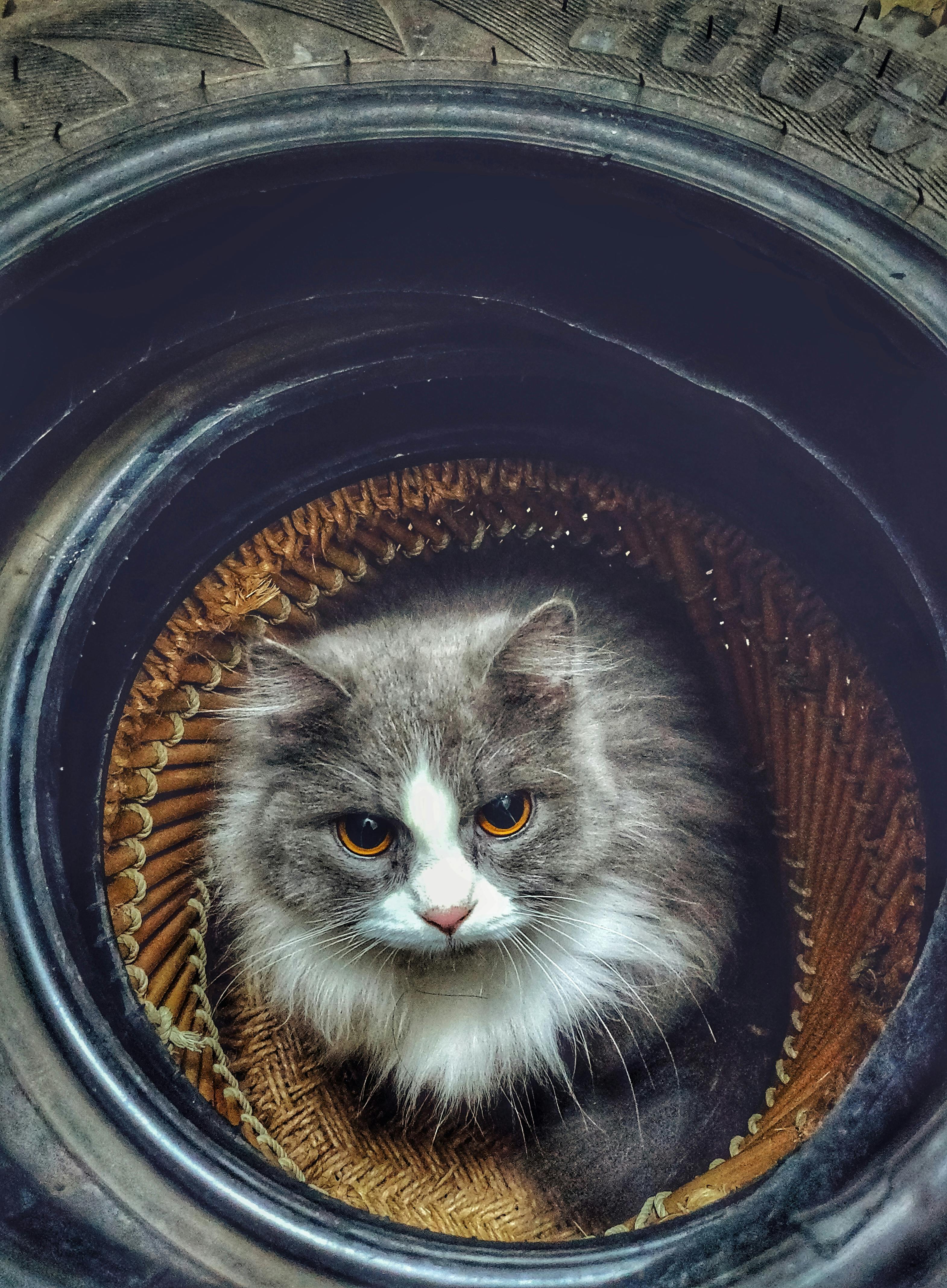 Persian Cat