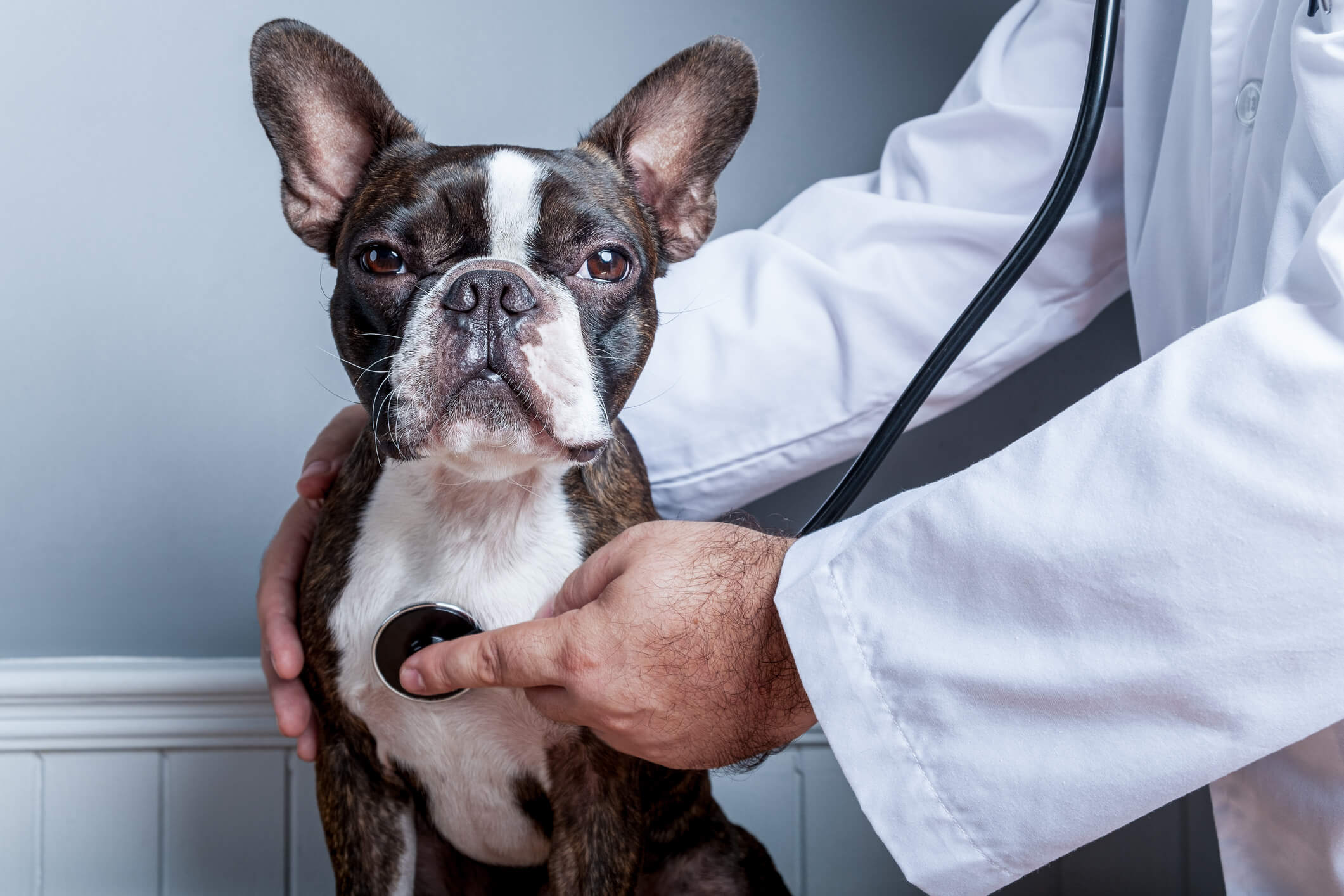  Pets and Bordetella 