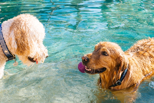 How To Keep Your Pets Cool During Summer