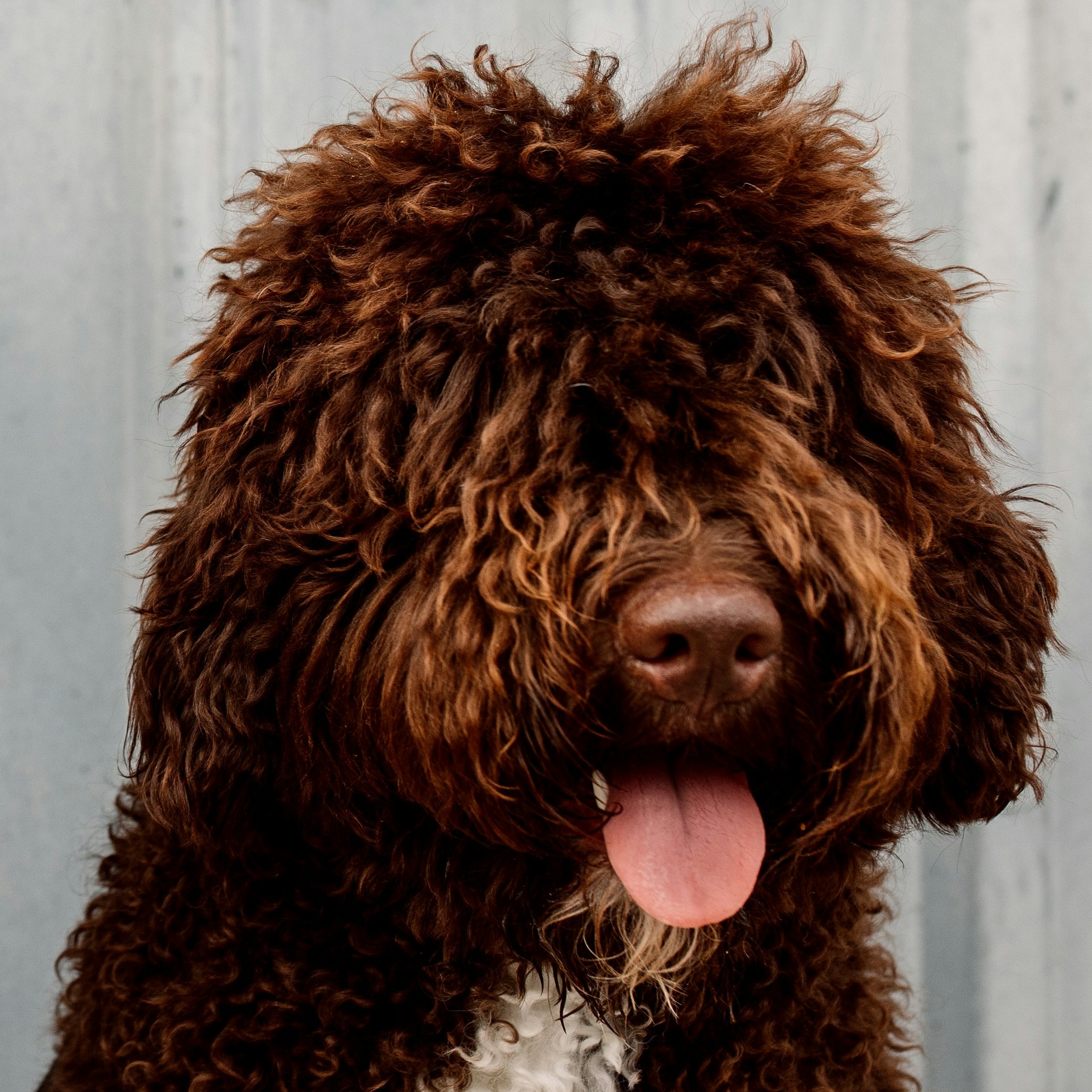 Barbet Dog