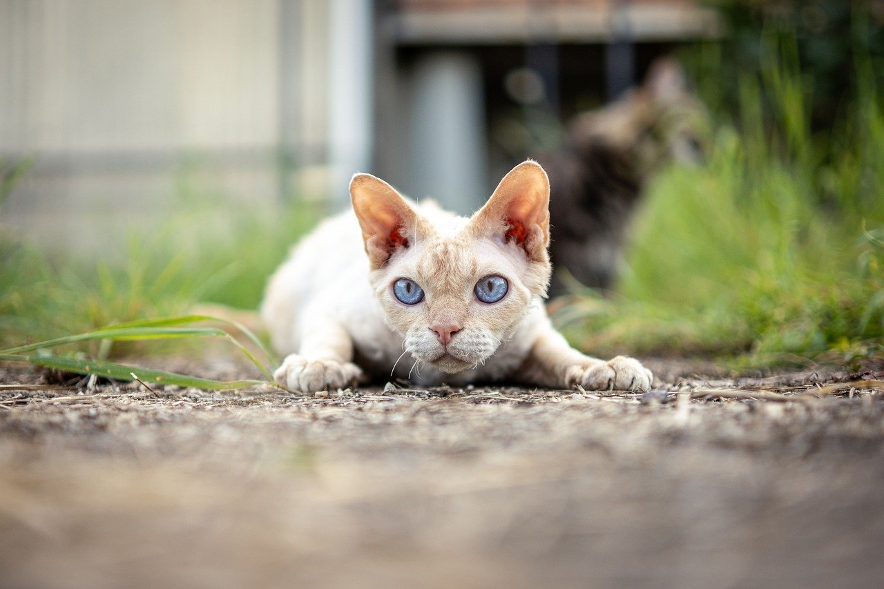 Cornish rex cat