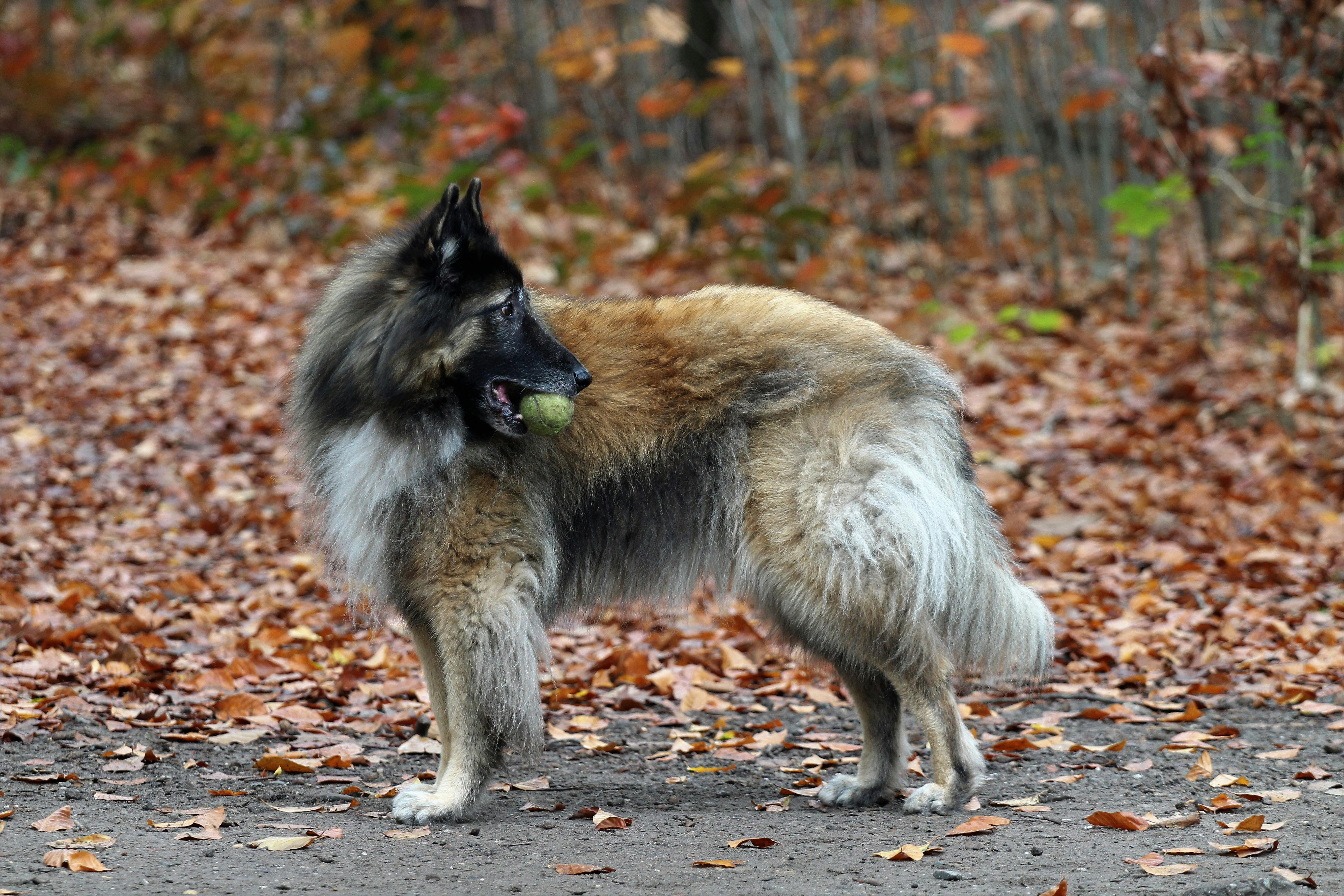 Belgian Tervuren Dog