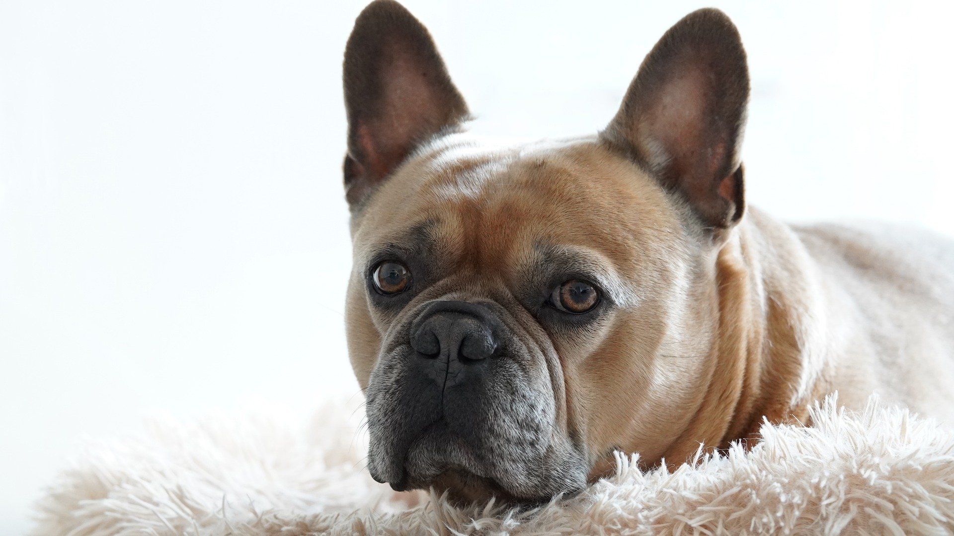 French Bulldogs were bred to be our close companions, and they adore the affection we give them.