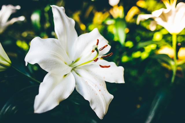 Lily Plants and Their Threat to Pets
