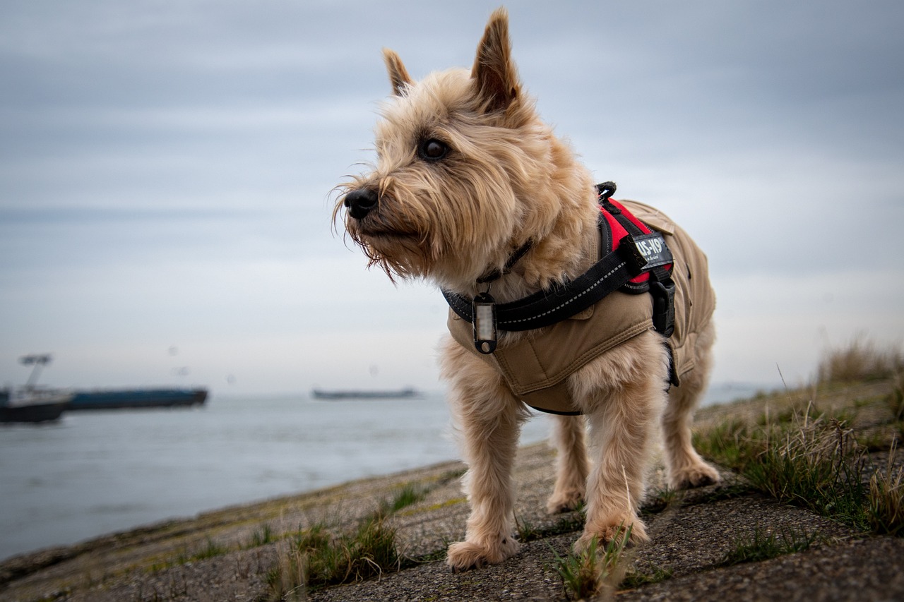 Australian Terrier