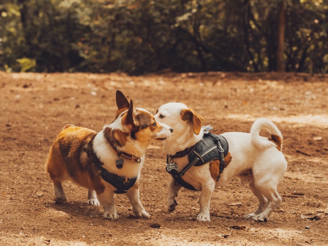 Dog Park Etiquette