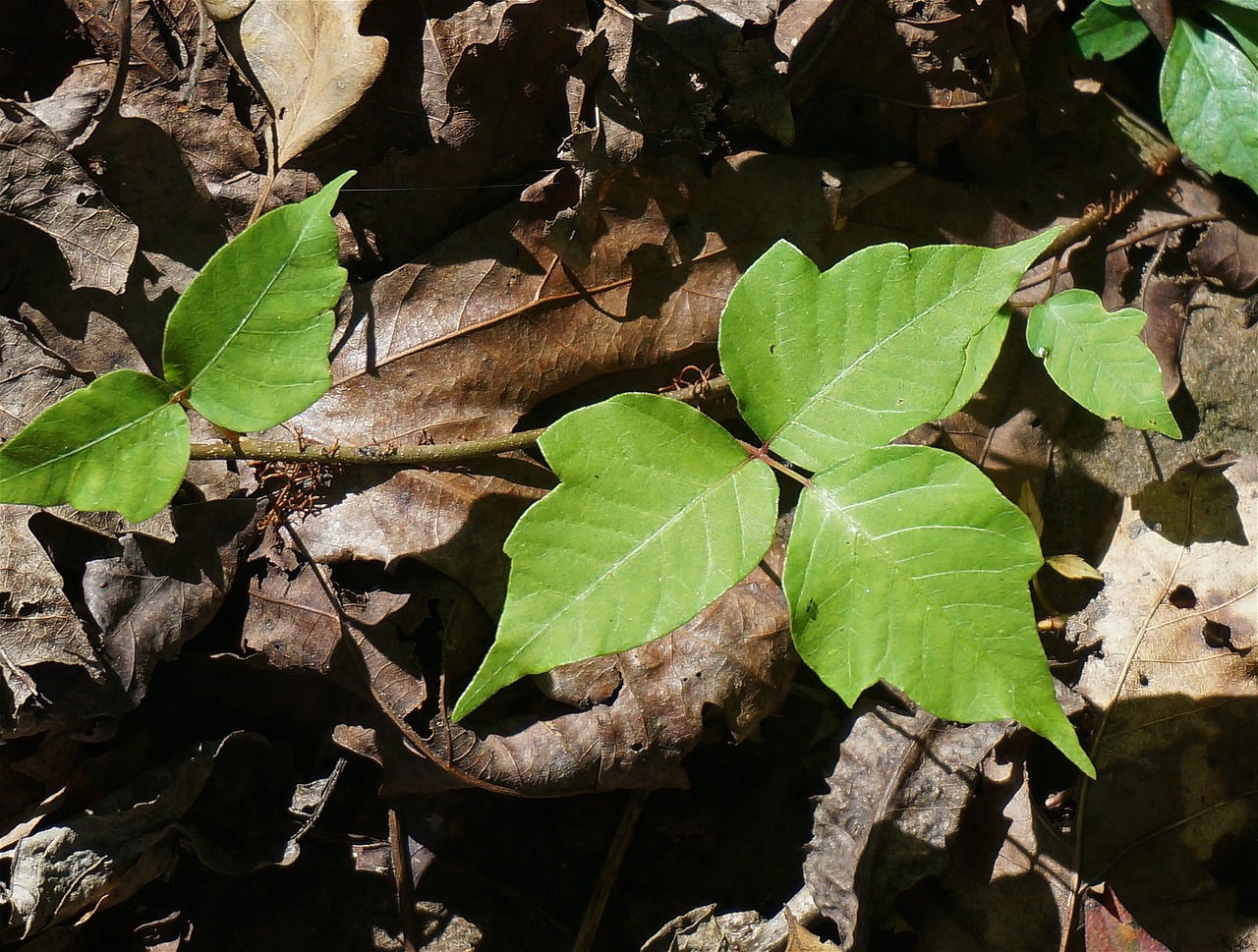 Poison Ivy and Its Impact on Pets