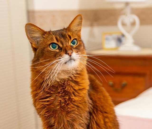 Somali Cat