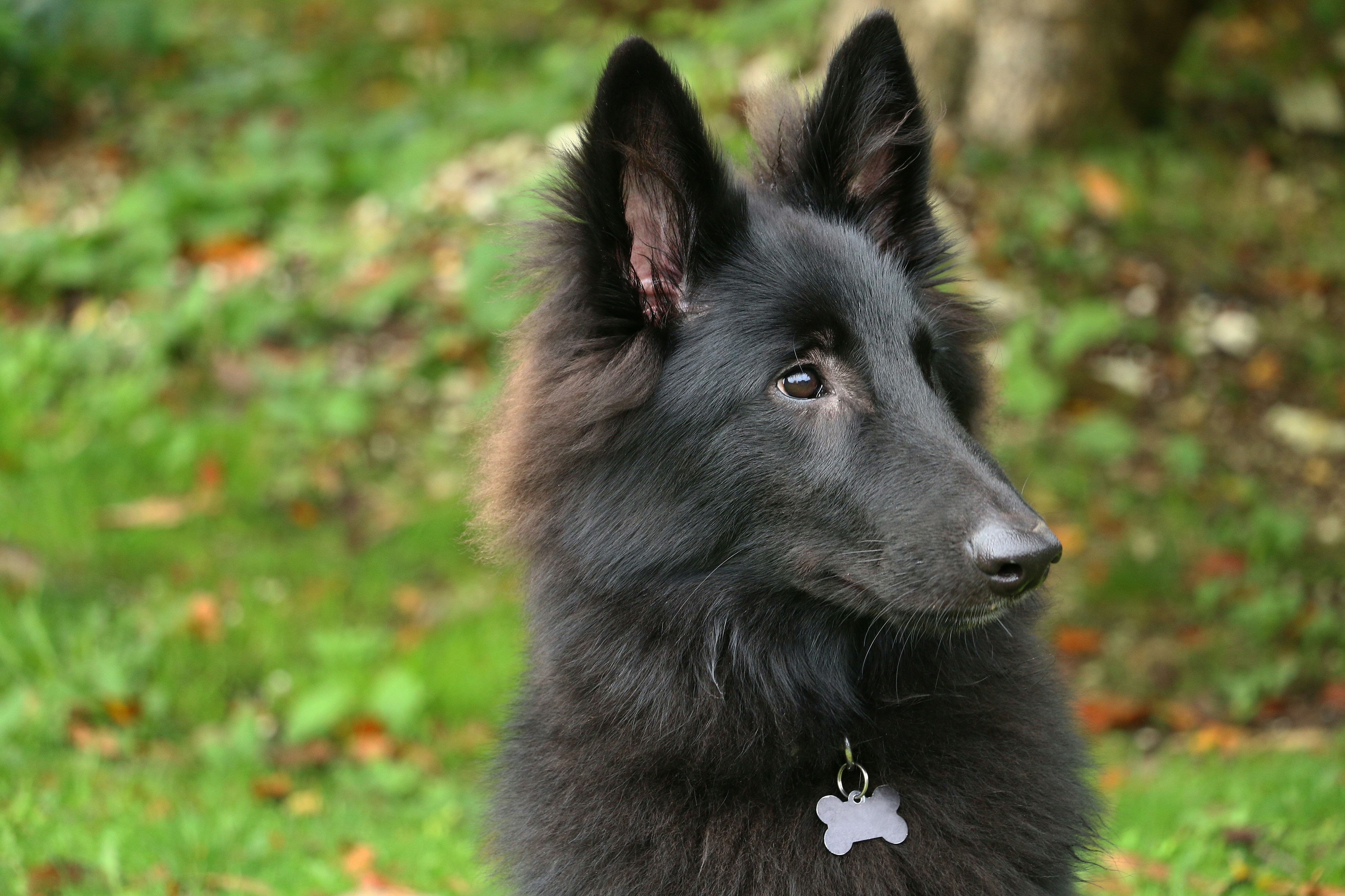 Belgian Sheepdog