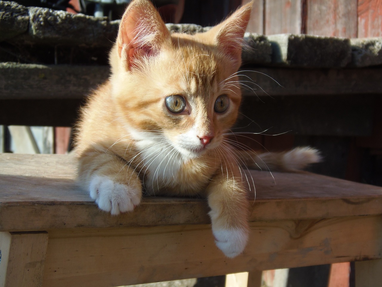 Mixed Breed Cat