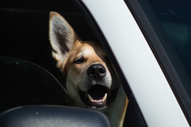 Protecting Pets from Hot Car Dangers