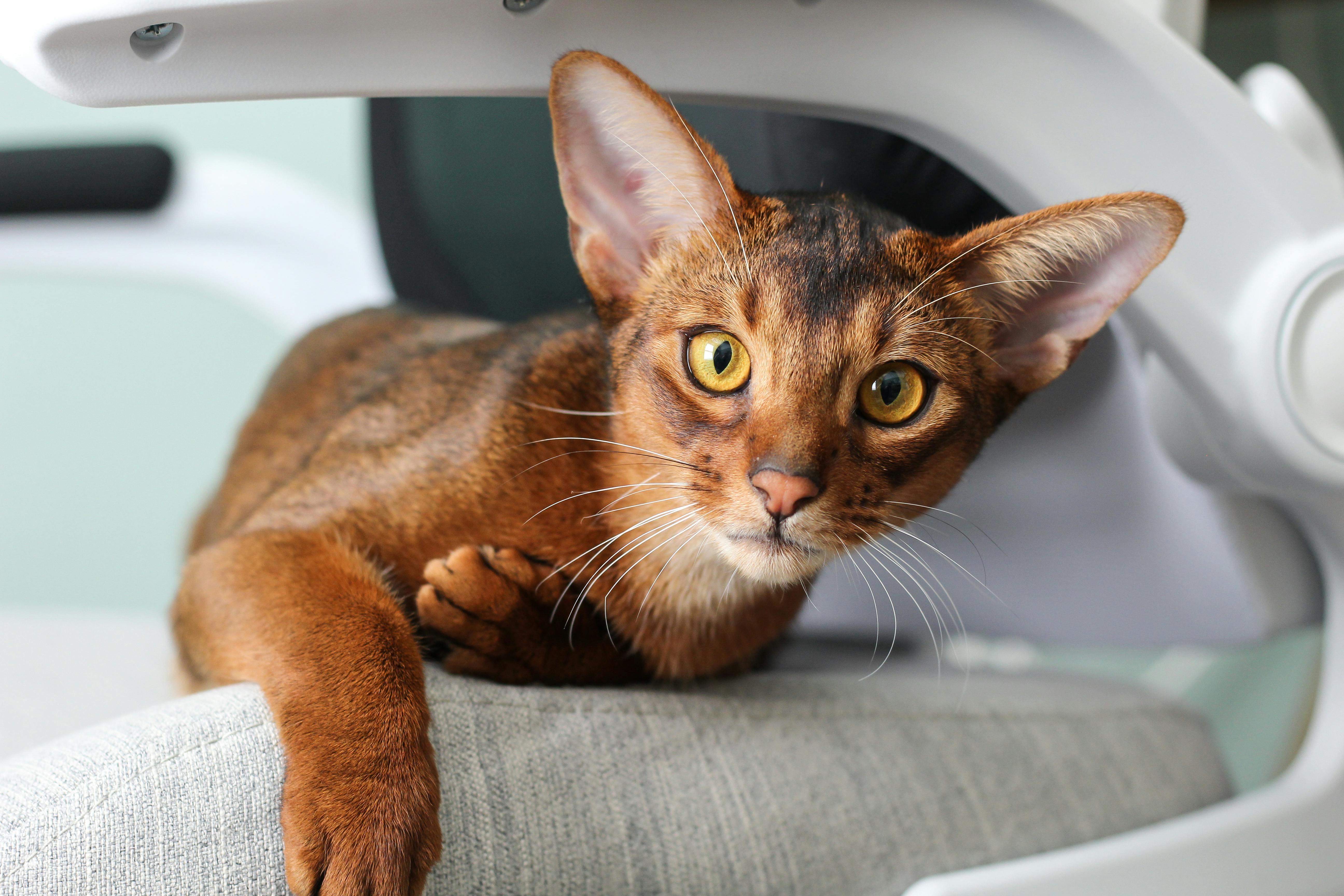 Abyssinian