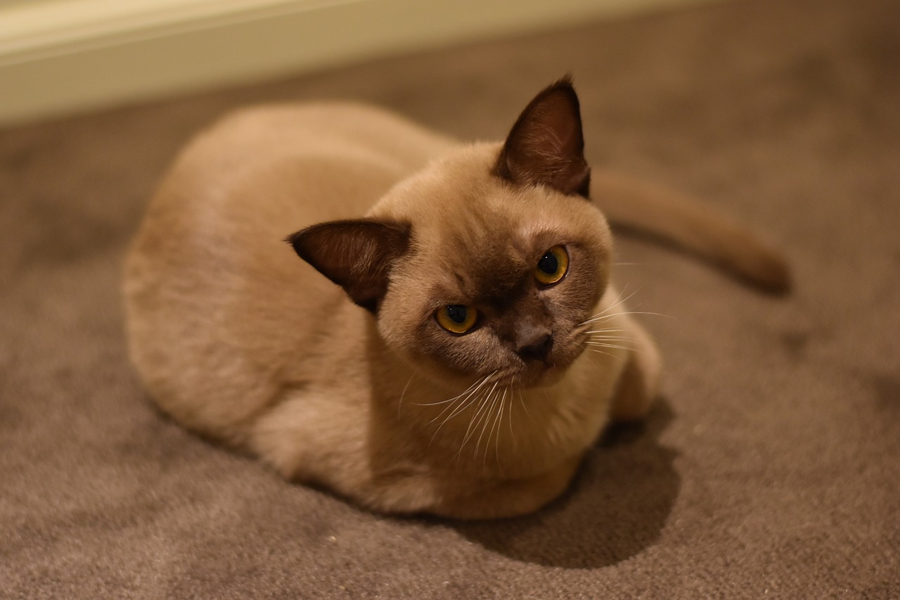 Burmese cat