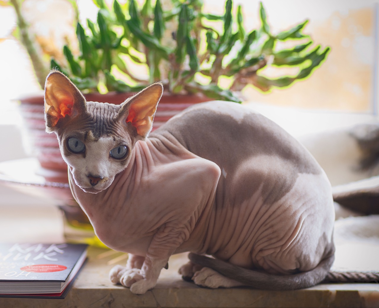 Sphynx cat