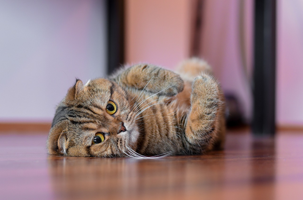 Scottish Fold Cat