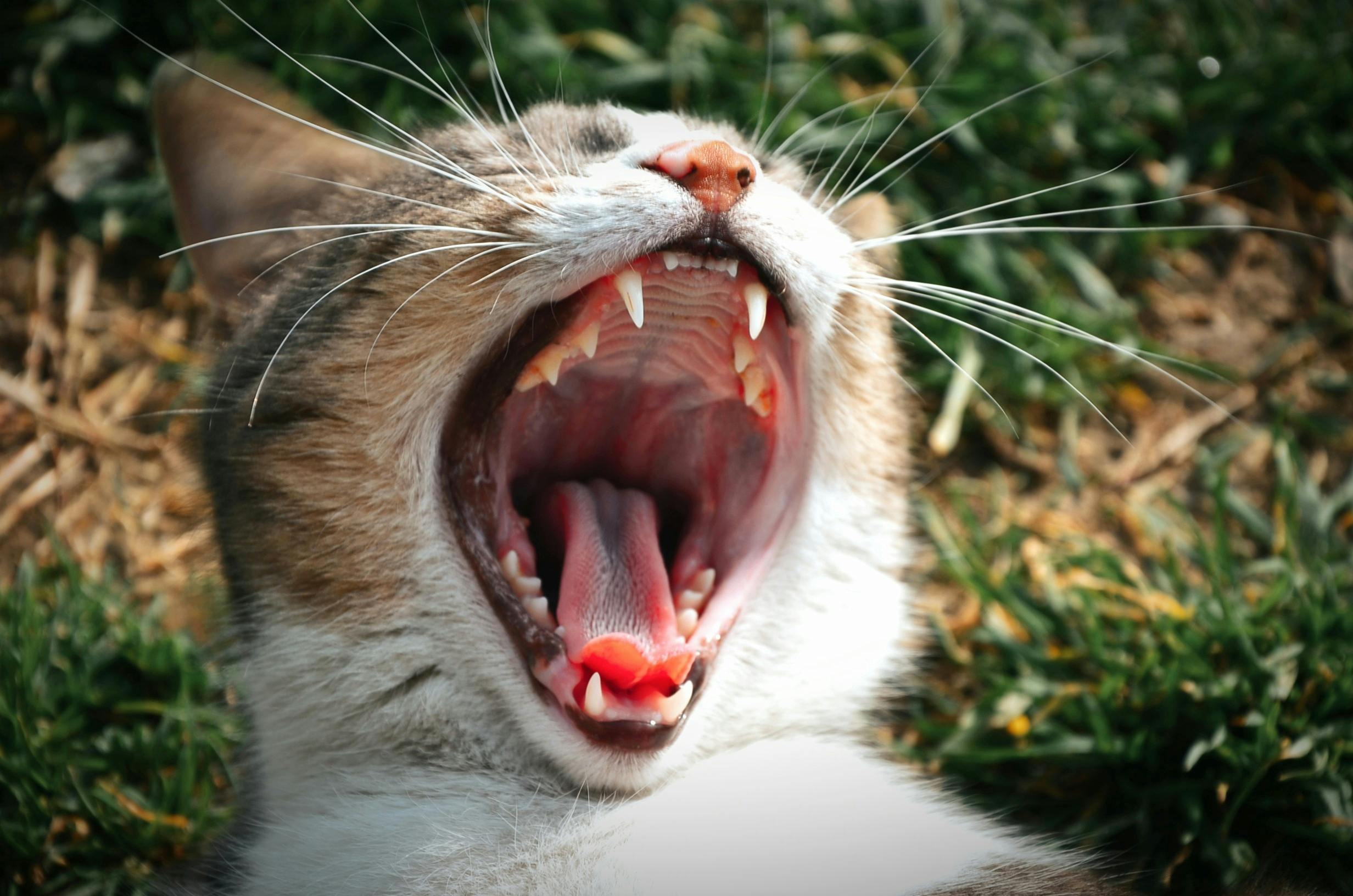 Cat Teeth