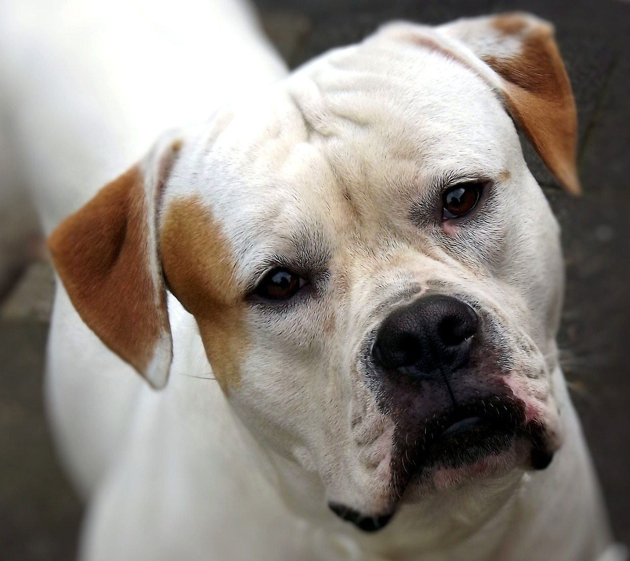 American Bulldog