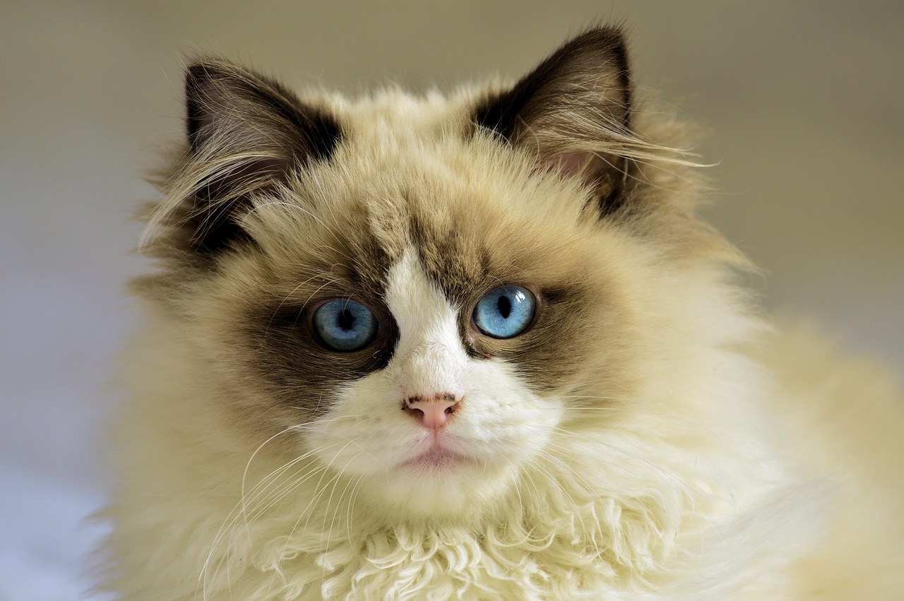 Balinese Cat