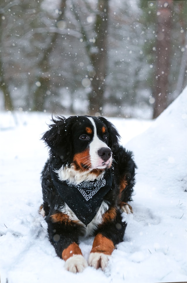 10 Winter Hazards for Outdoor Pets