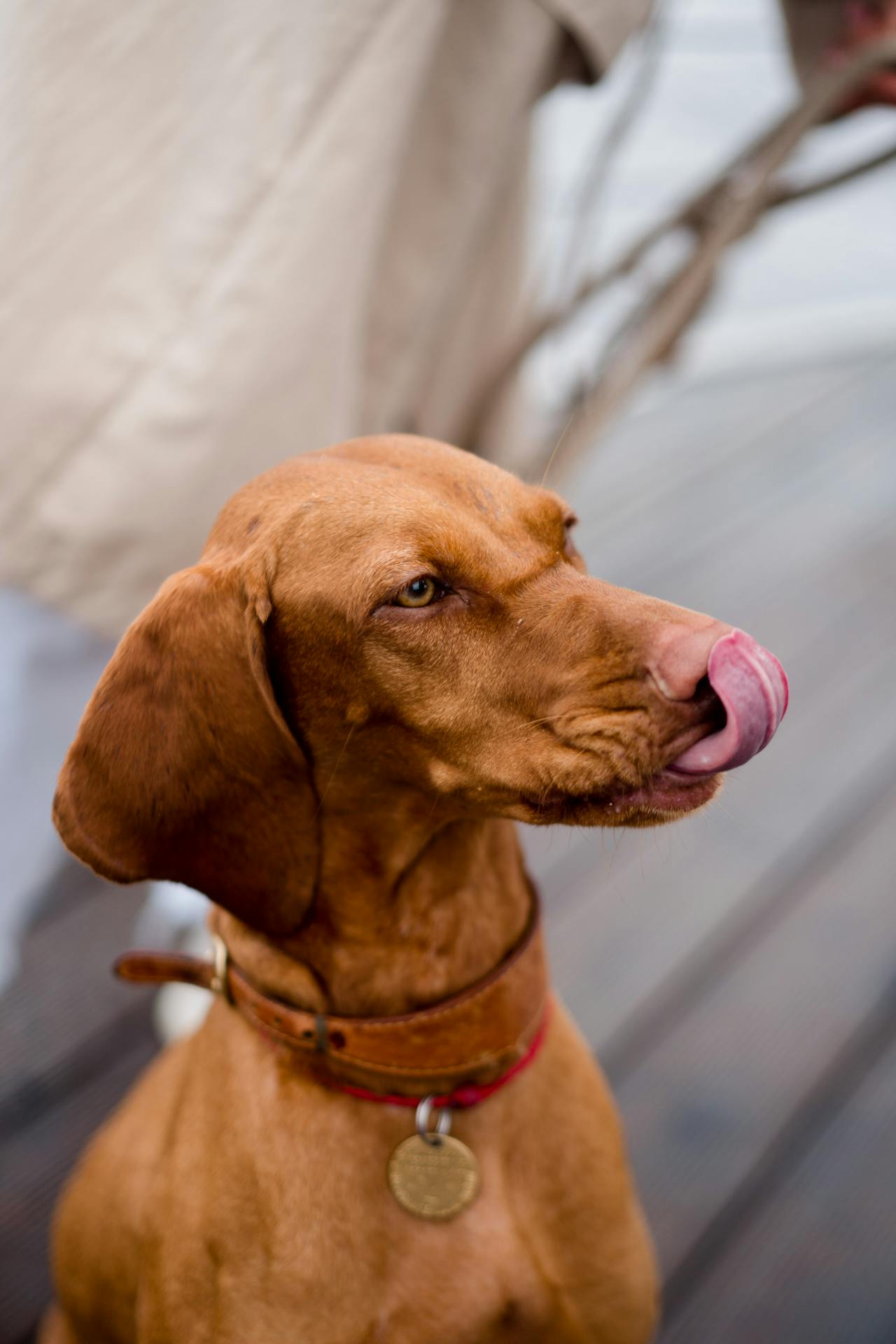 Dogs Lick Their Lips