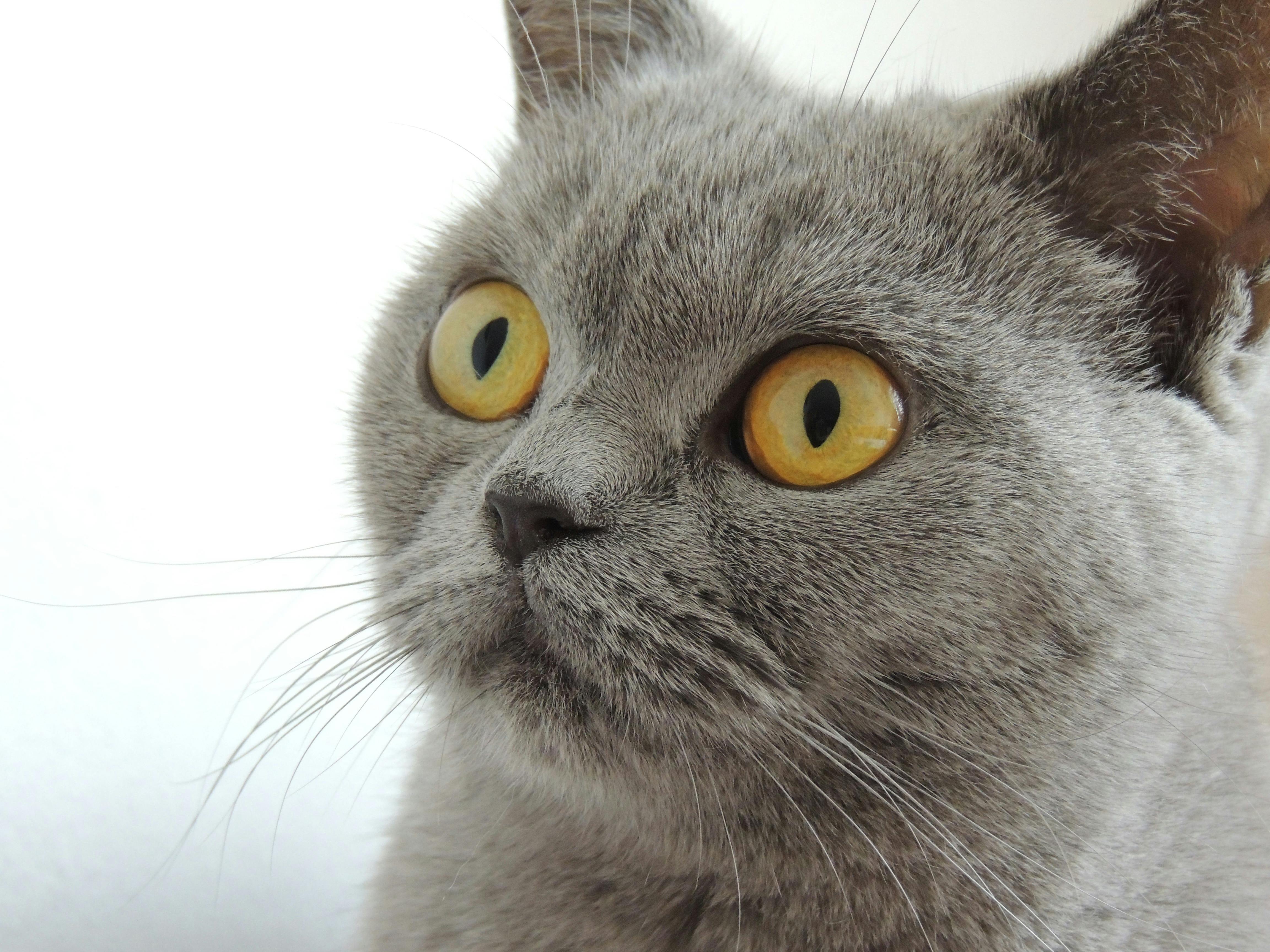 british shorthair cat