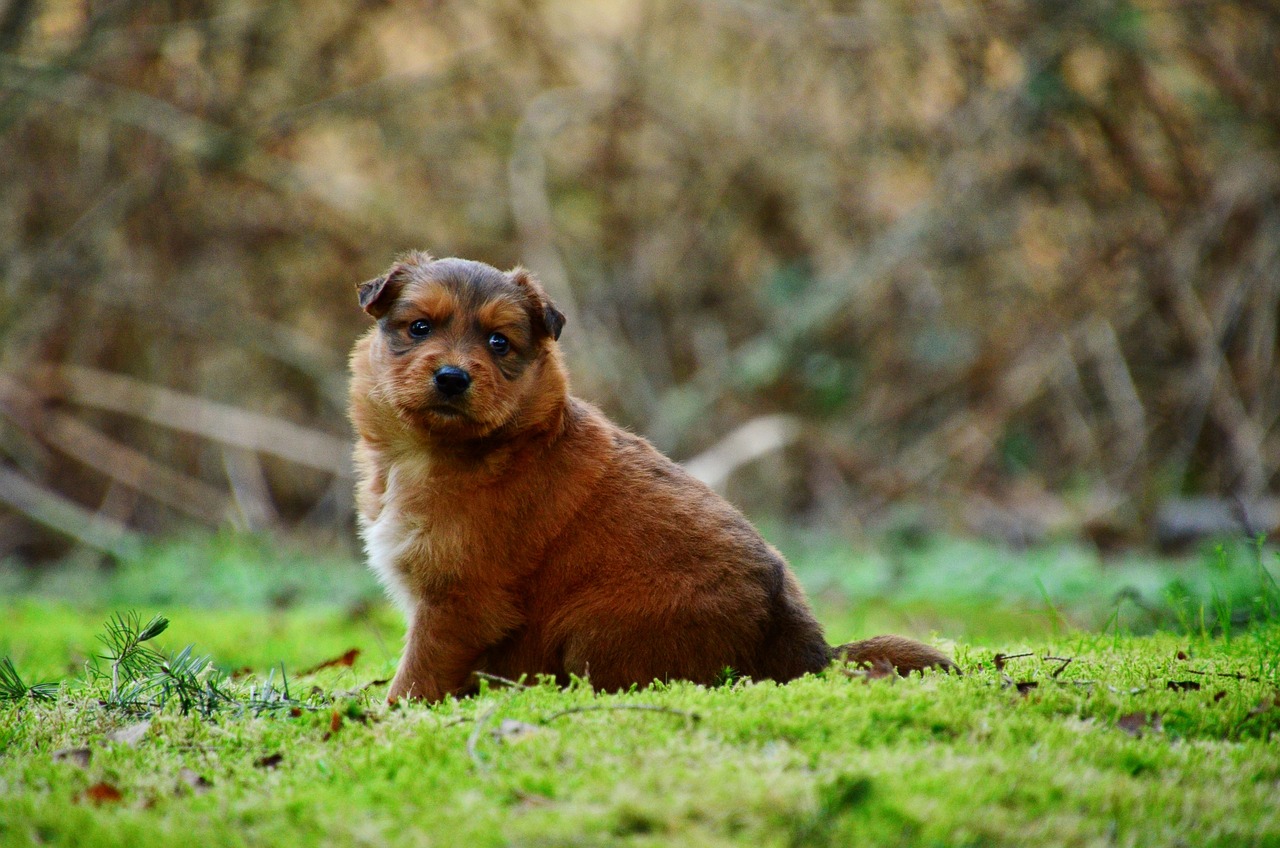 Exercising Your Puppy: A Guide to Healthy Development