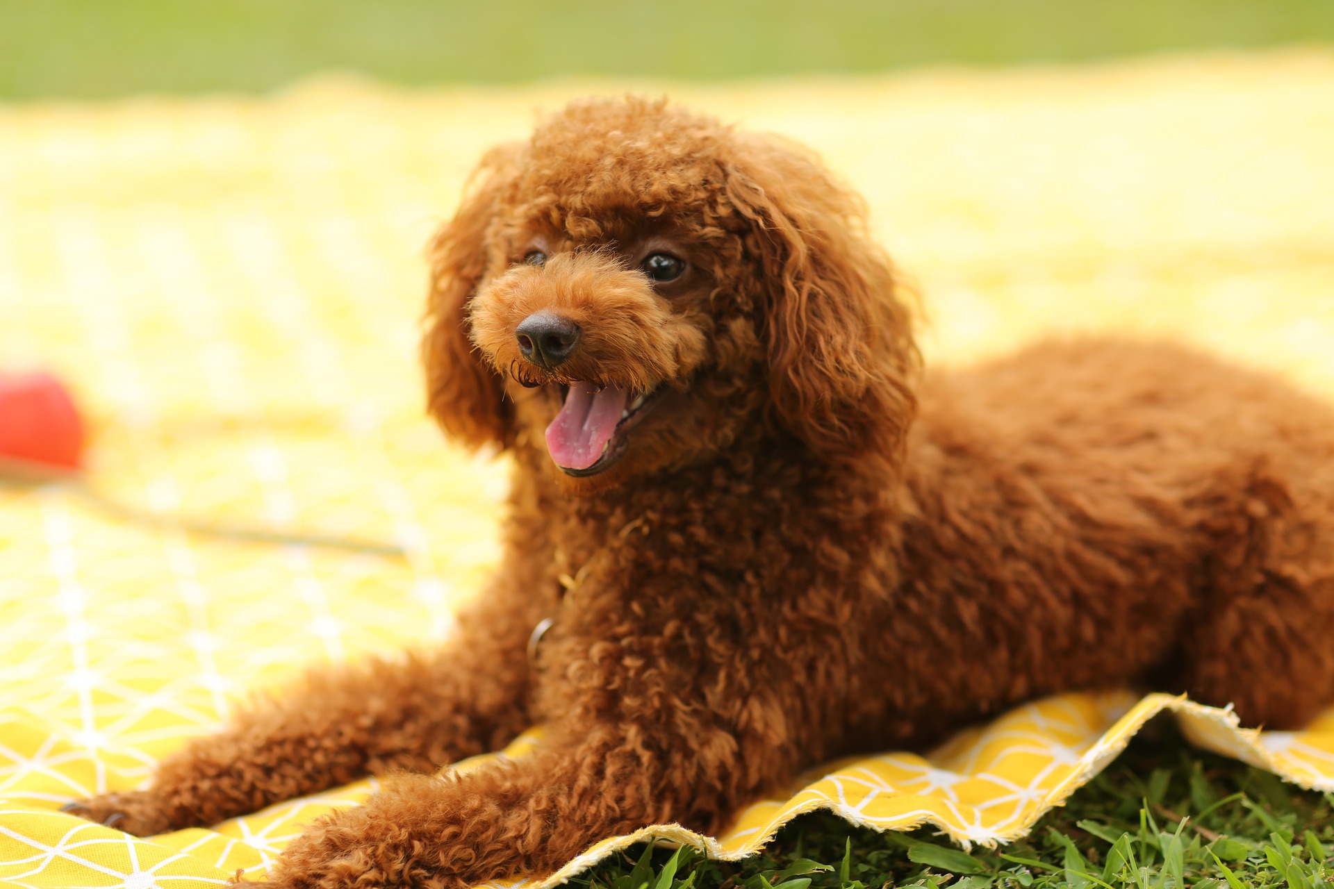 Standard Poodle