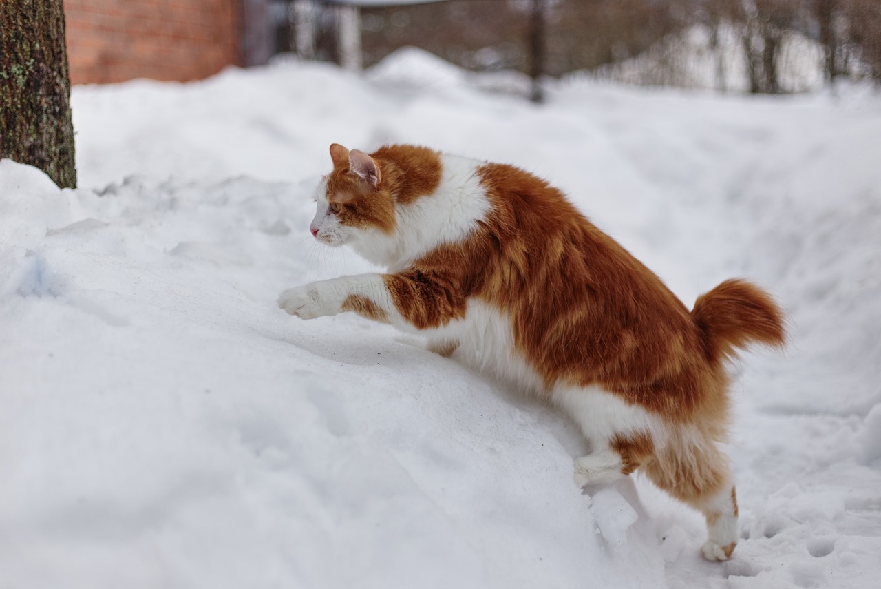 Japanese Bobtail Cat