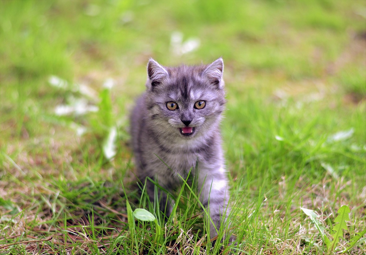 Exotic Shorthair Cat