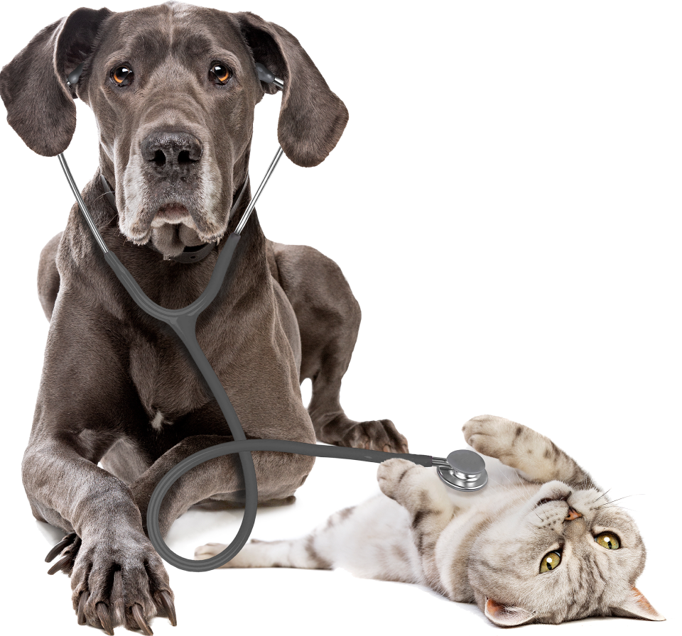 Dog Insurance and Cat Insurance
