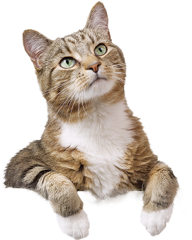cat picture